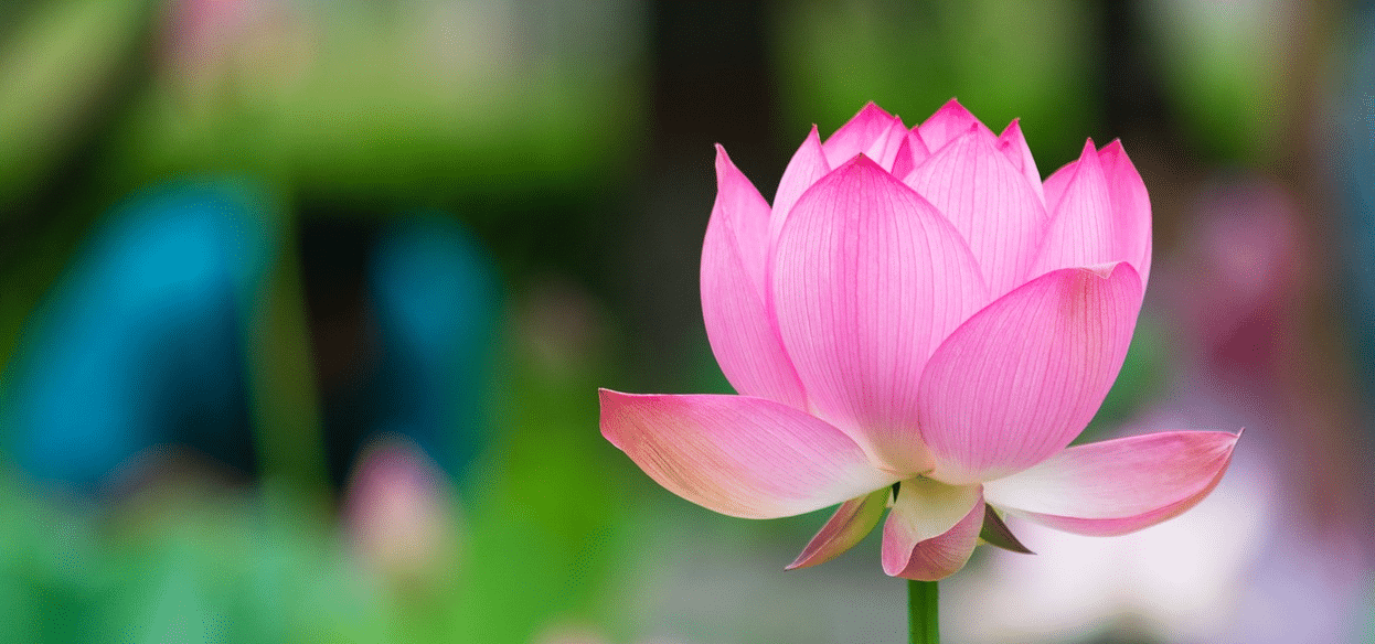Lotus Flower Cover Chakra Inspirations' Homepage Lotus Flower